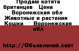 Продам котята британцев › Цена ­ 2 500 - Воронежская обл. Животные и растения » Кошки   . Воронежская обл.